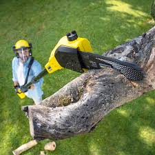 Best Tree Disease Treatment  in Eufaula, OK