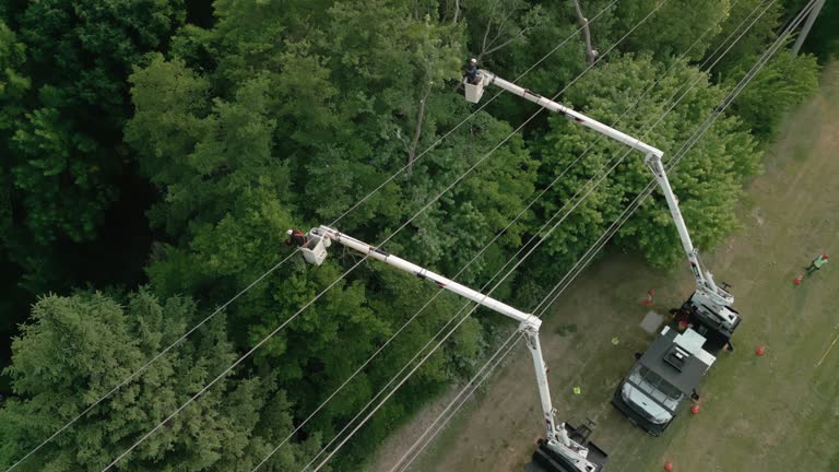  Eufaula, OK Tree Removal Pros
