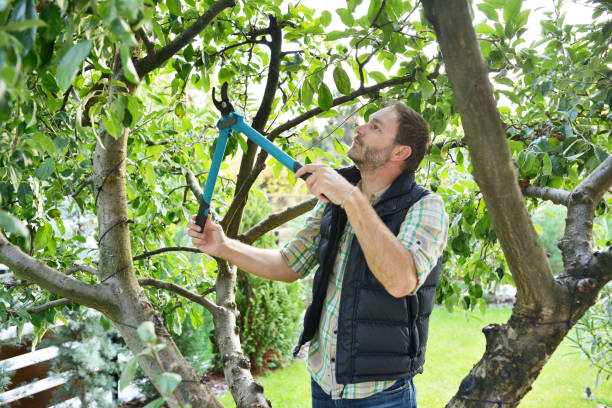 Best Tree Maintenance Programs  in Eufaula, OK
